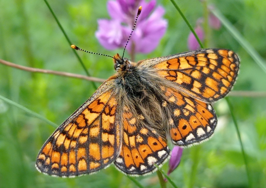 Euphydryas aurinia - lápi tarkalepke