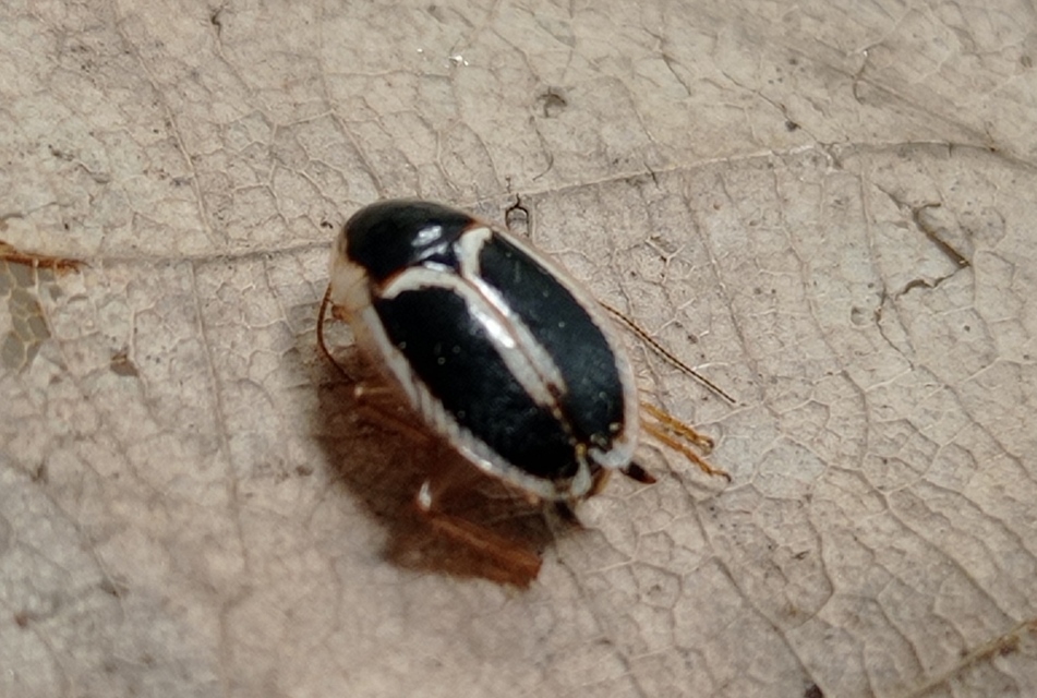Phyllodromica
