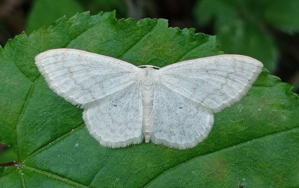 Scopula floslactata - tejfehér sávosaraszoló