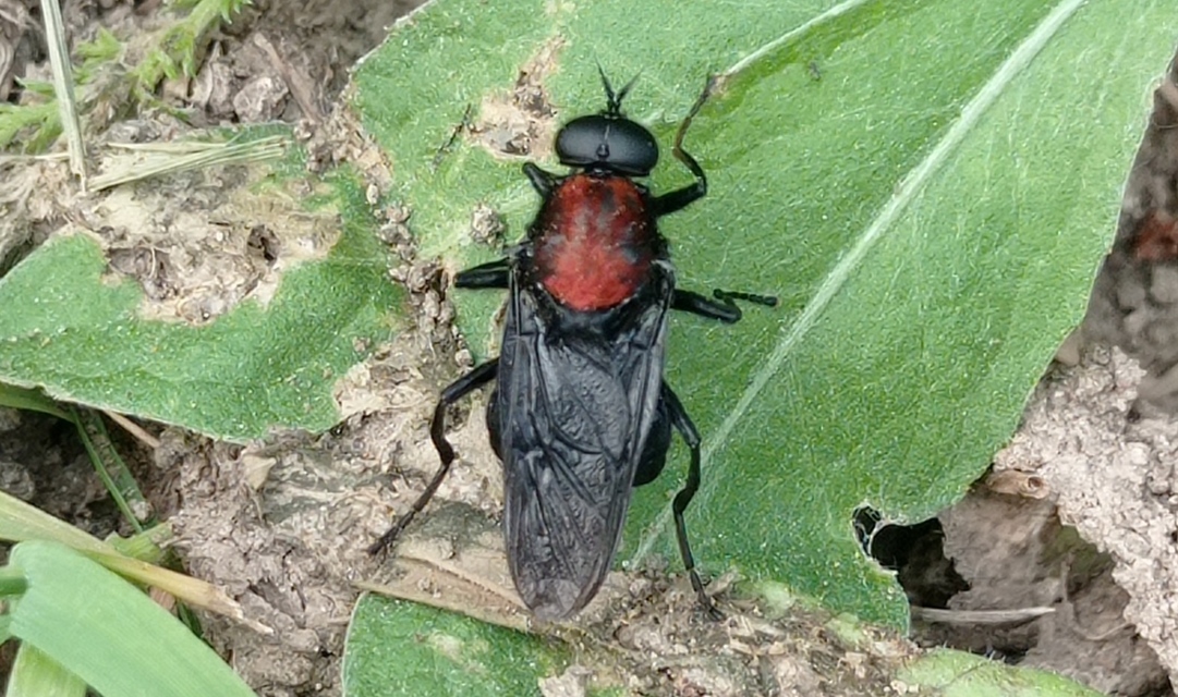 Clitellaria ephippium - tüskéshátú légy