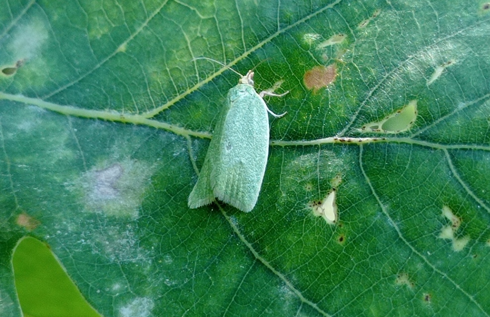 Tortrix viridana - tölgyilonca