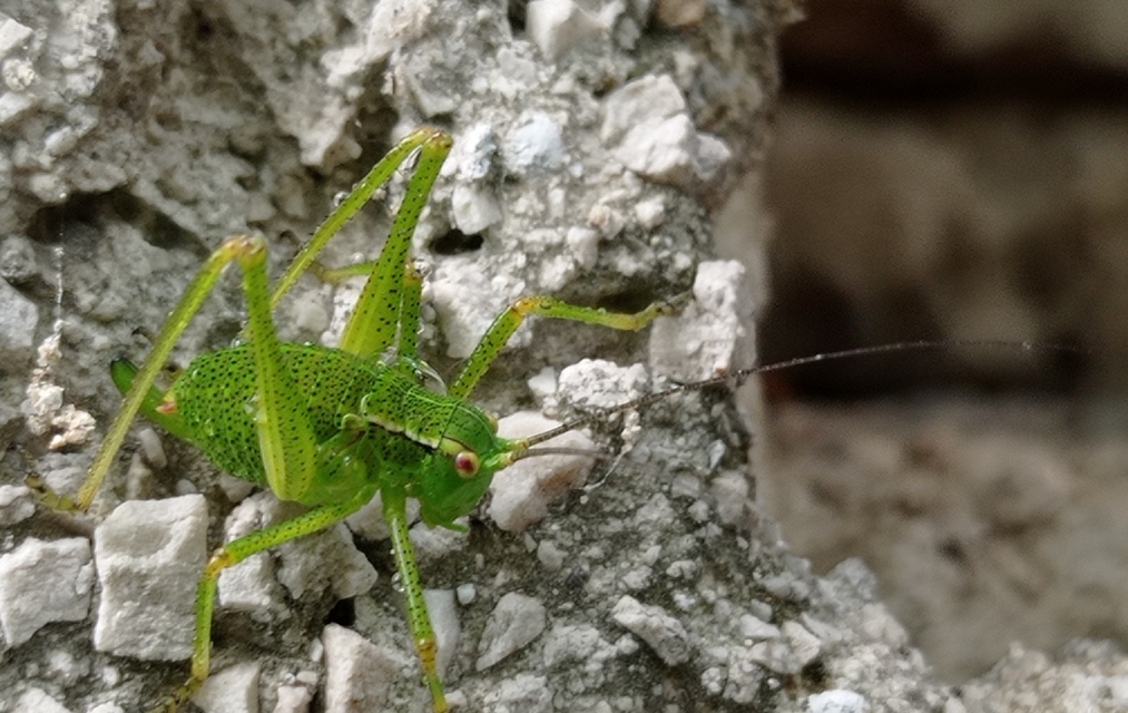 Barbitistes constrictus - északi málnaszöcske