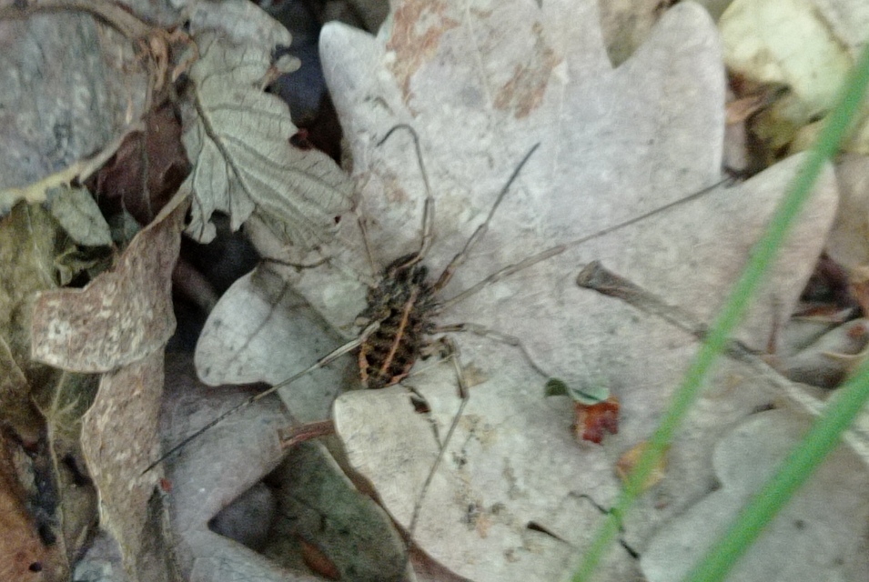 Zachaeus crista