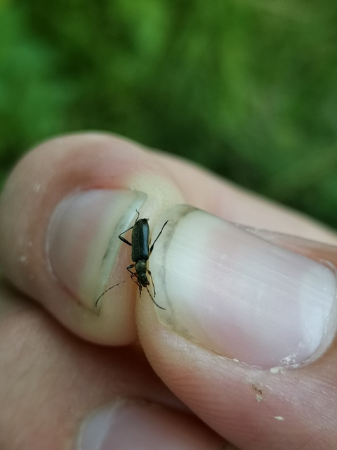 Grammoptera ruficornis - gyűrűscsápú galagonyacincér Grammoptera ruficornis - gyűrűscsápú galagonyacincér