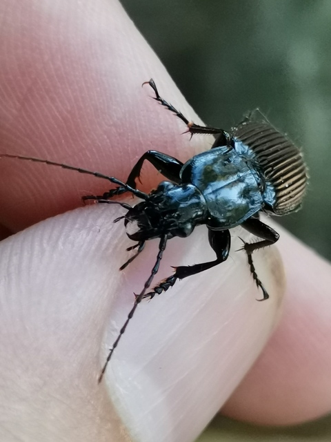 Pterostichus melanarius - közönséges gyászfutó