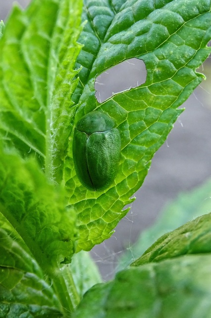 Cassida viridis - zöld pajzsbogár Cassida viridis - zöld pajzsbogár