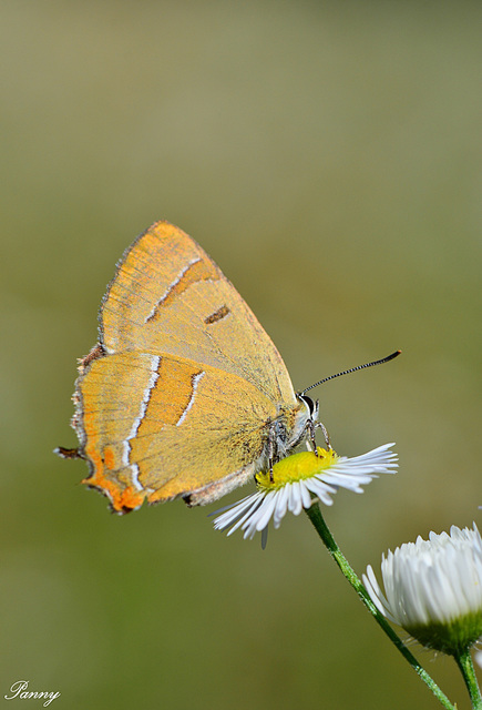 Thecla betulae - nyírfalepke