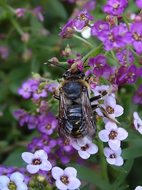 Hymenoptera - Hártyásszárnyúak
