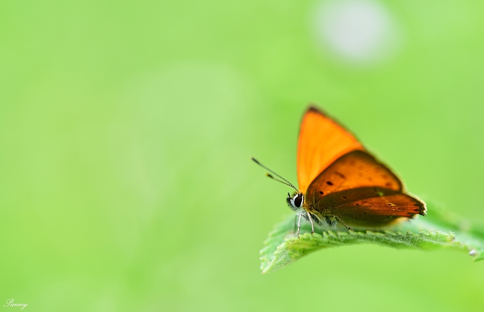Lycaena virgaureae - arany-tűzlepke