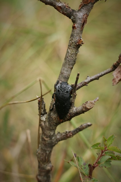 Capnodis tenebrionis - kökény-tükrösdíszbogár