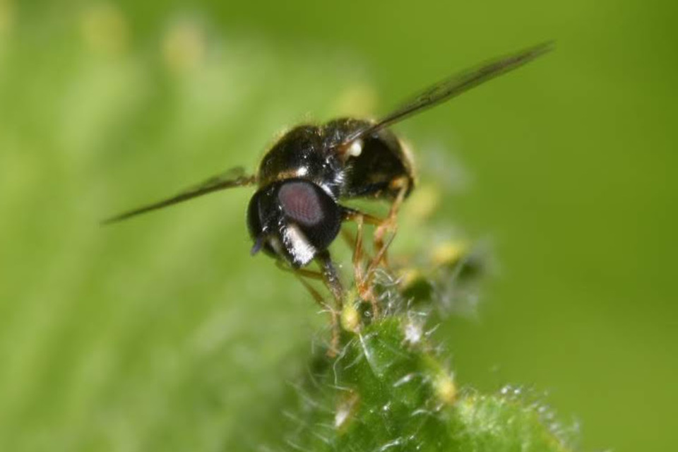 Paragus tibialis - fekete fenyérzengőlégy