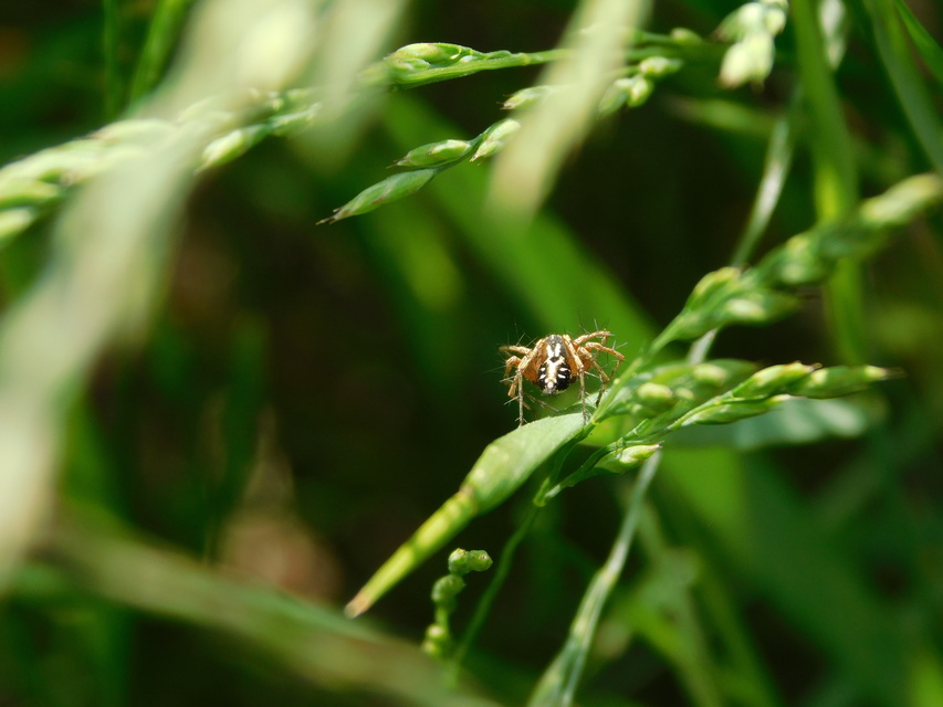 Oxyopes