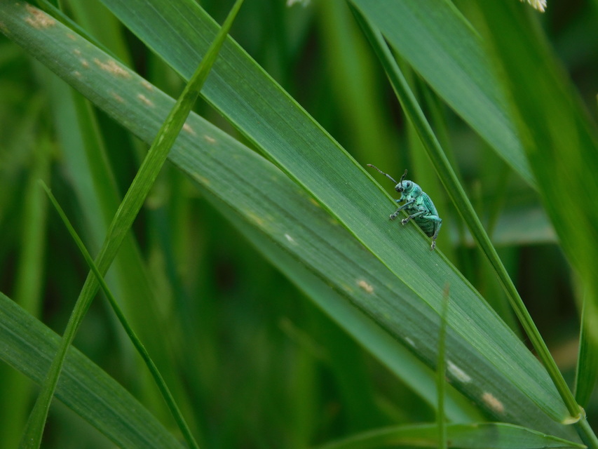 Phyllobius thalassinus - tömpeorrú levélormányos