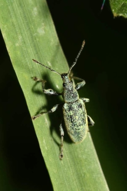 Phyllobius pomaceus - csalán-levélormányos