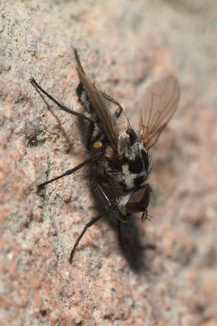 Anthomyia