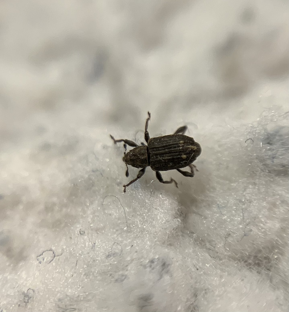 Bagous glabrirostris - kolokán-víziormányos Bagous glabrirostris - kolokán-víziormányos