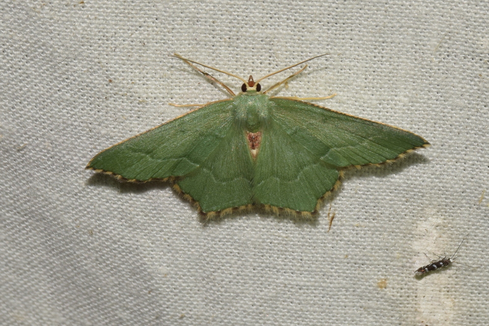 Hemithea aestivaria - nyír-zöldaraszoló