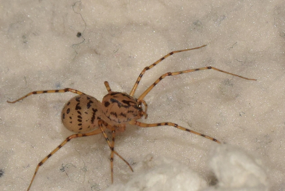 Scytodes thoracica - közönséges csupaszpók