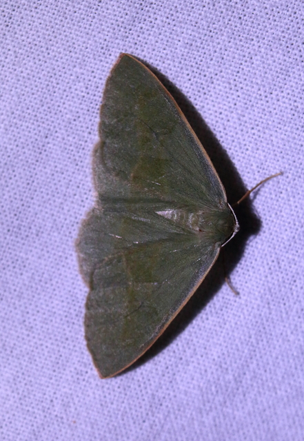 Hylaea fasciaria - erdeifenyő-sávosaraszoló