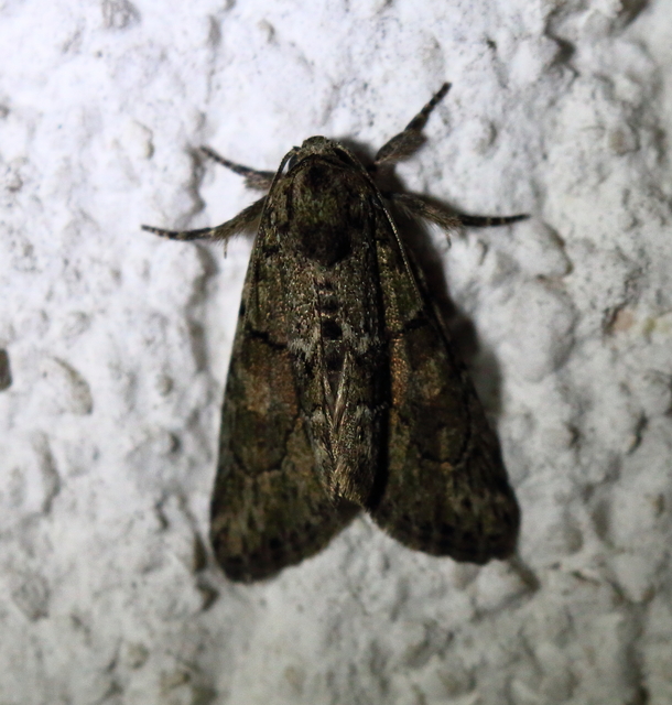 Cryphia fraudatricula - homoki zuzmóbagoly