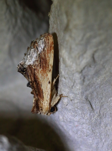 Ptilodon cucullina - csuklyás púposszövő