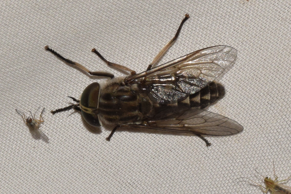 Tabanus