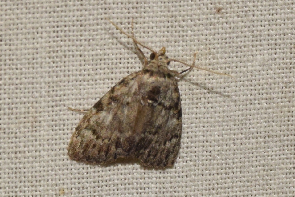 Meganola strigula - hamvas pamacsosszövő