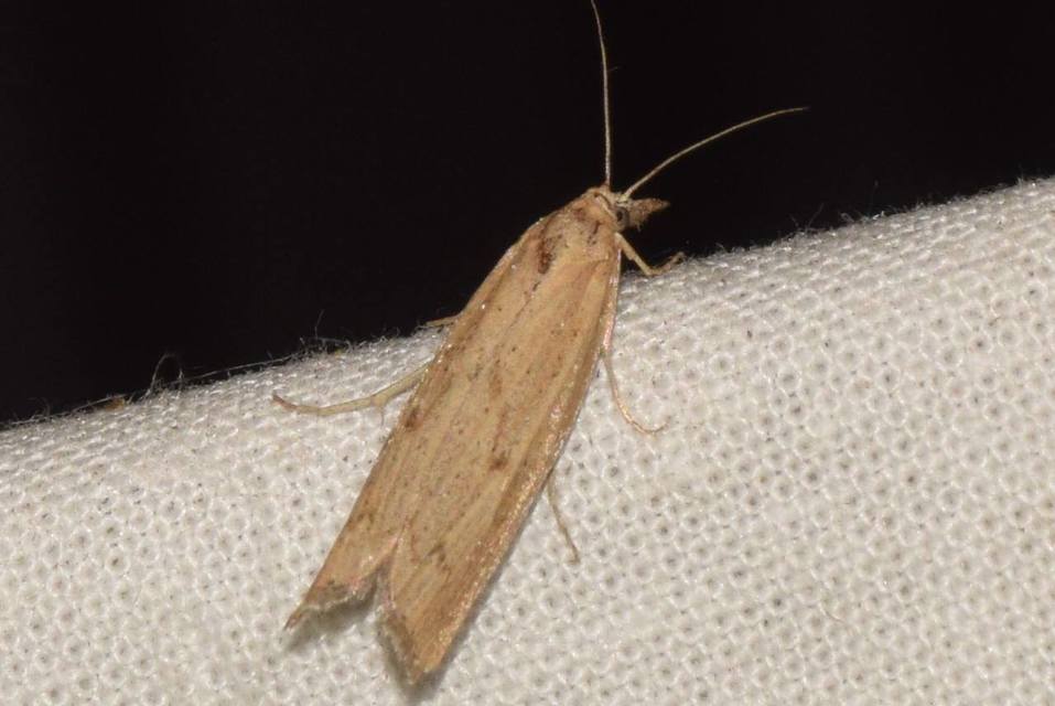 Pediasia contaminella - mocskos fűgyökérmoly