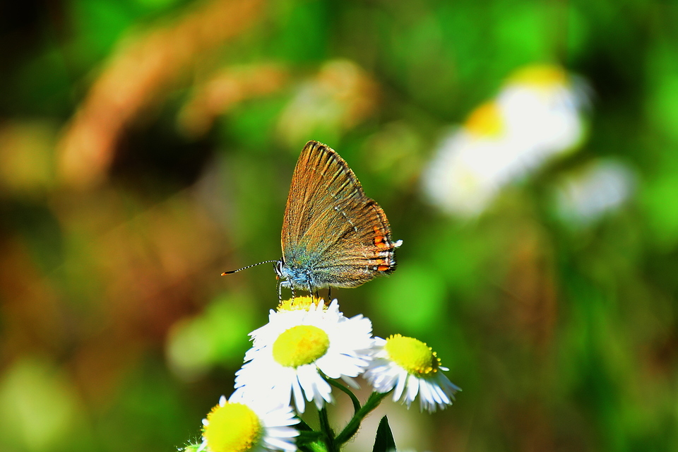 Satyrium acaciae - akác-csücsköslepke