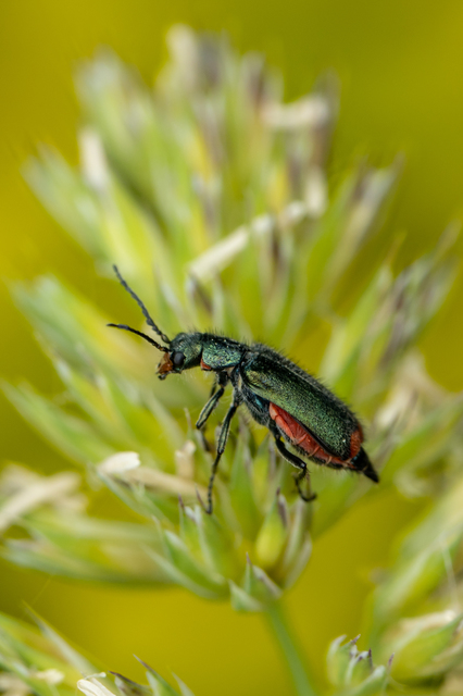 Malachius bipustulatus - kétfoltos bibircsesbogár