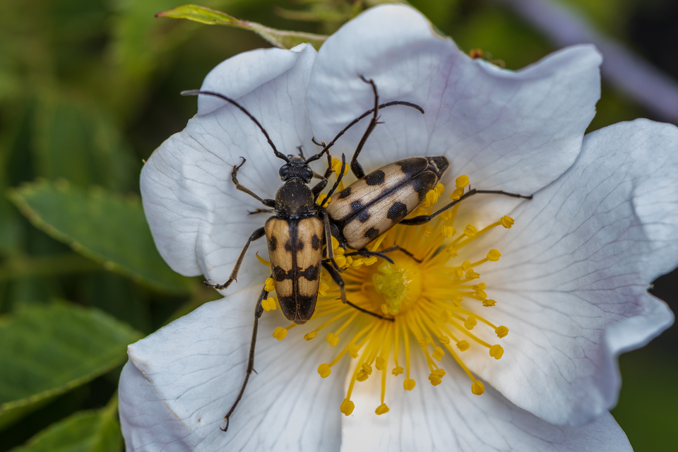 Pachytodes erraticus - rajzos virágcincér