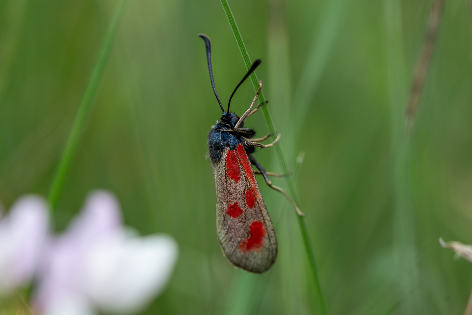 Zygaena loti - közönséges csüngőlepke