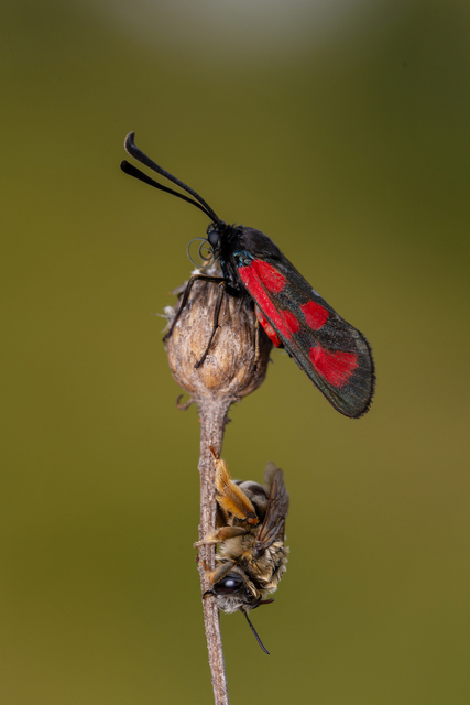 Zygaena loti - közönséges csüngőlepke