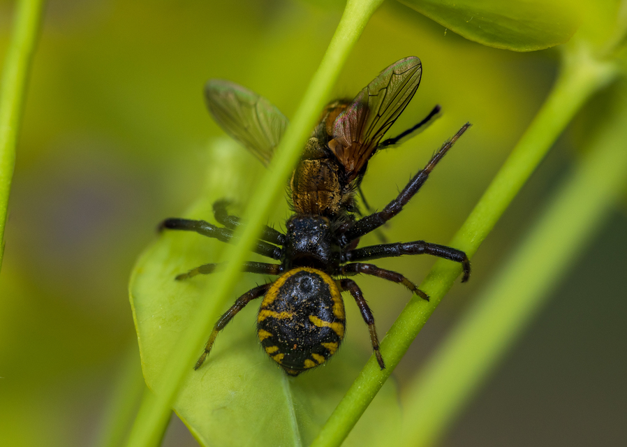 Synema globosum - fekete-sárga karolópók
