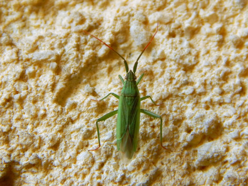 Stenodema calcarata - sarkantyús mezeipoloska
