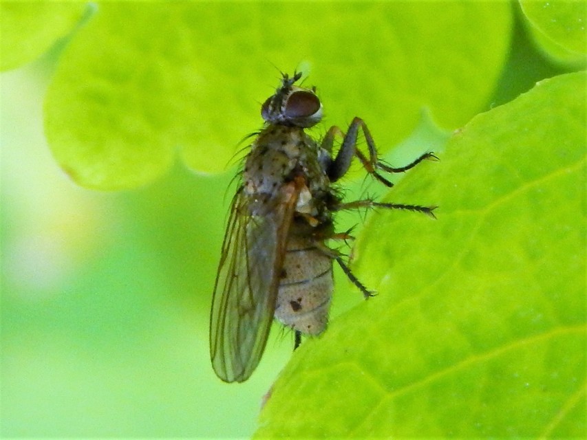 Coenosia tigrina