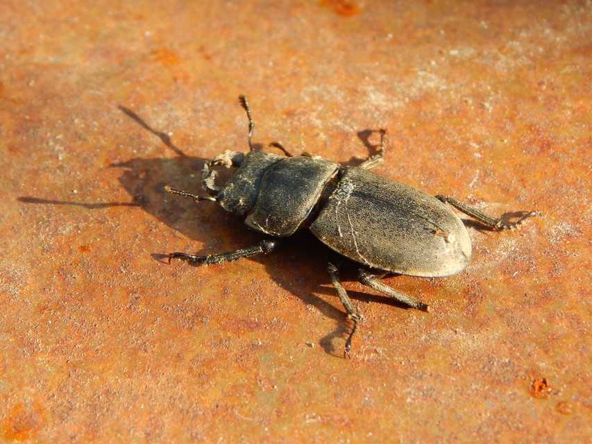 Dorcus parallelipipedus - kis szarvasbogár