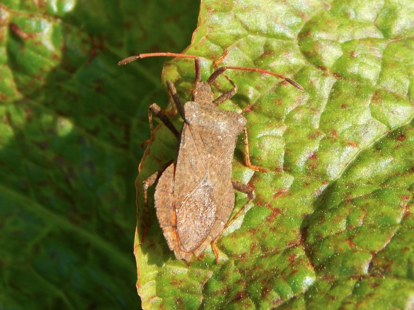 Coreus marginatus - közönséges karimáspoloska