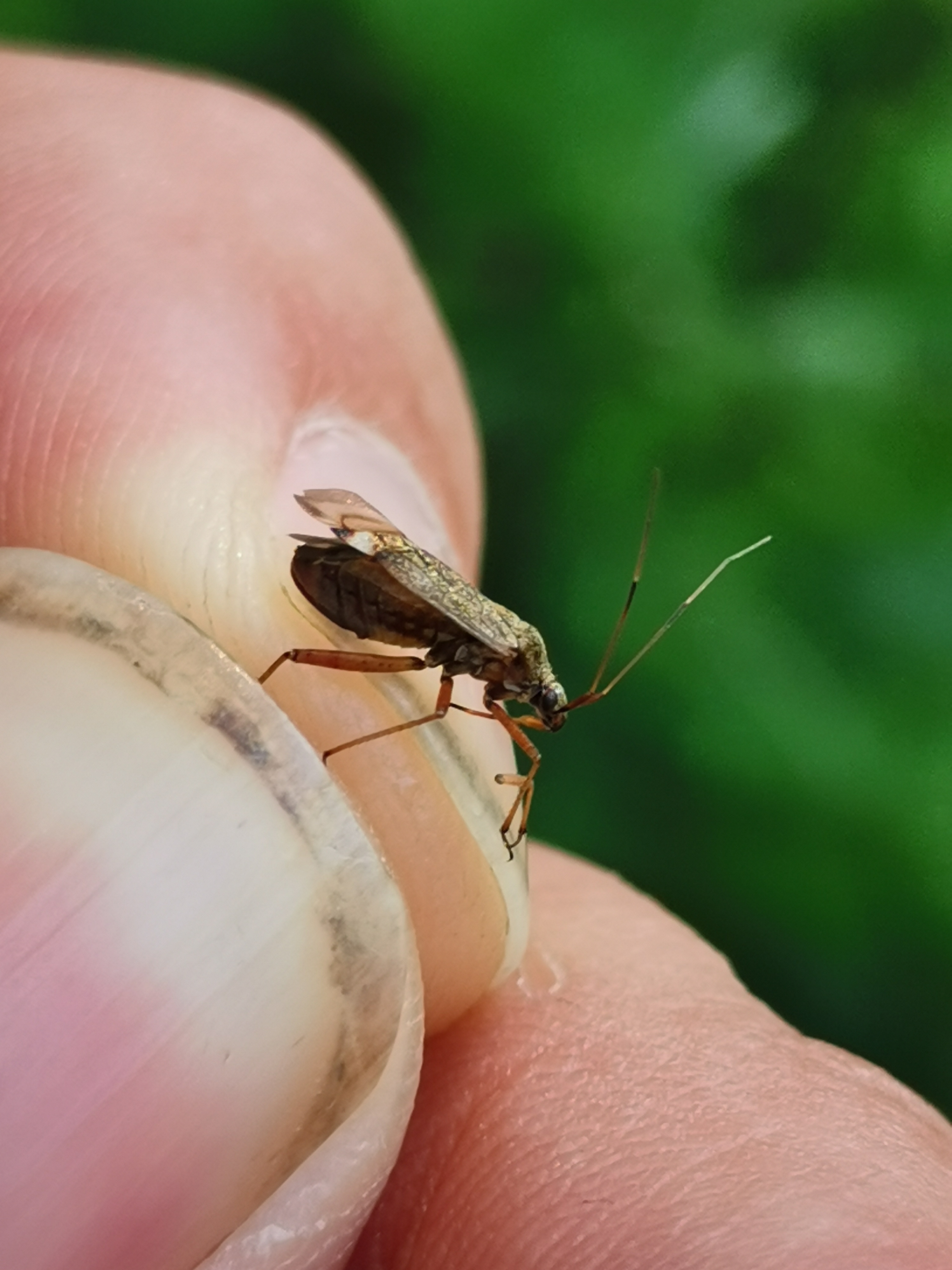 Closterotomus fulvomaculatus - komlópoloska Closterotomus fulvomaculatus - komlópoloska
