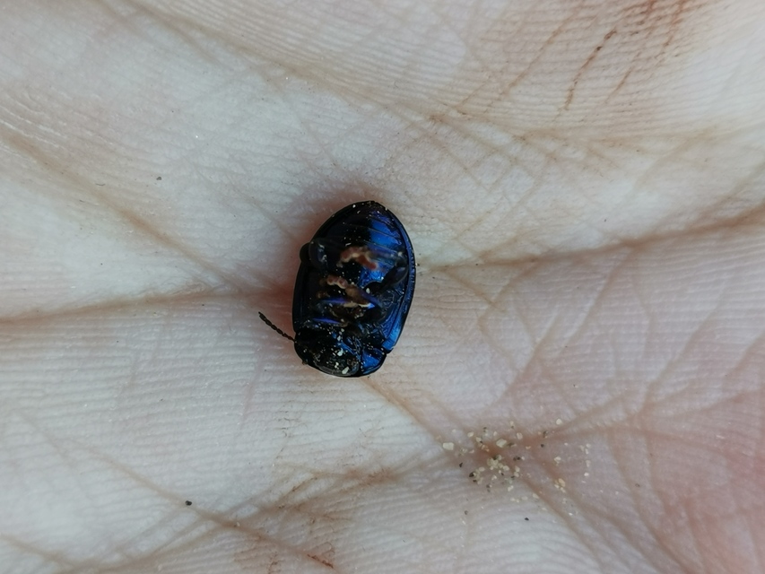 Chrysolina sturmi - vöröslábú levelész