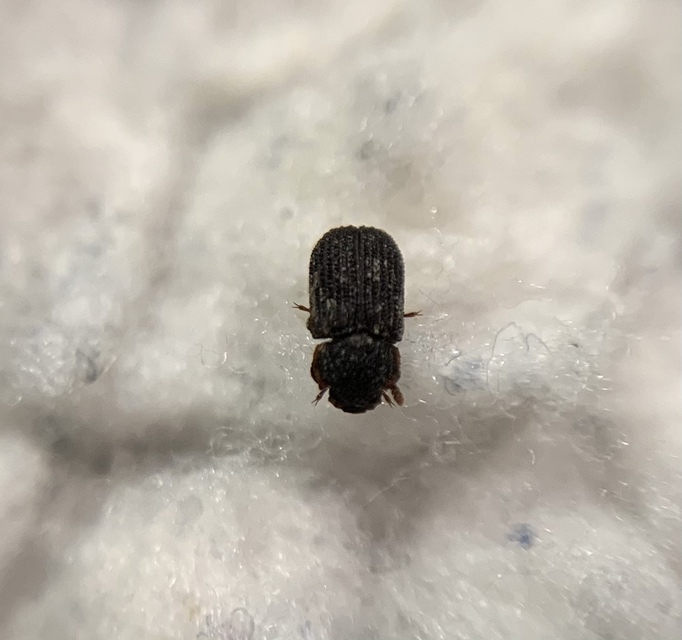 Eledona agricola