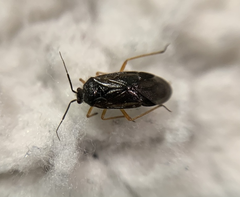 Bothynotus pilosus