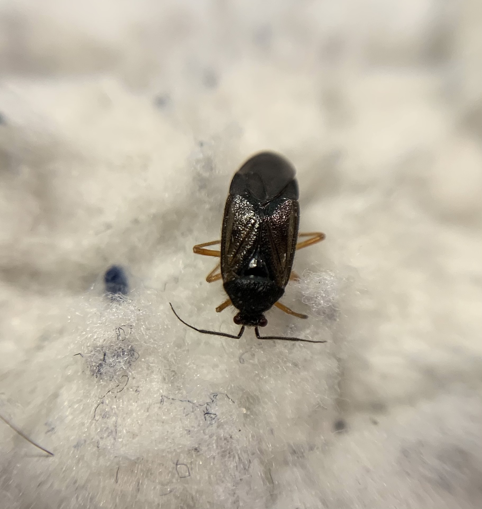 Bothynotus pilosus