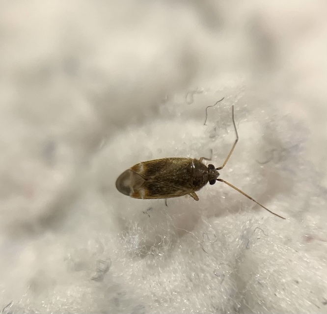 Psallus