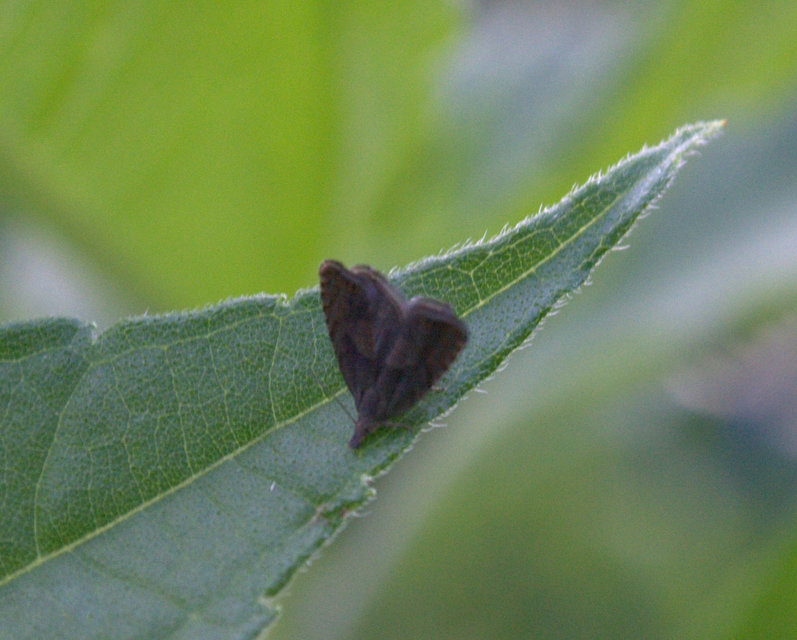Choreutis