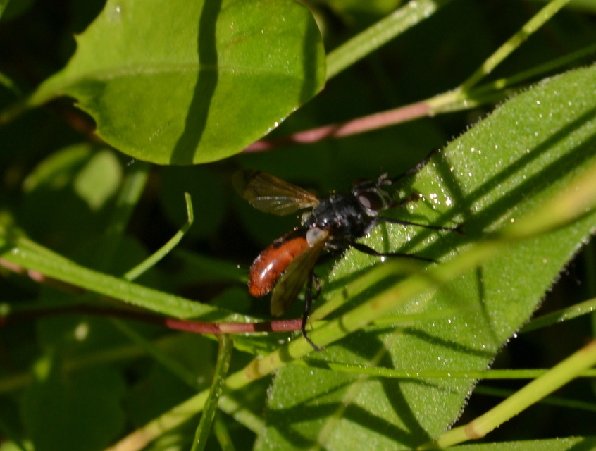 Cylindromyia bicolor