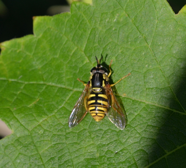 Chrysotoxum