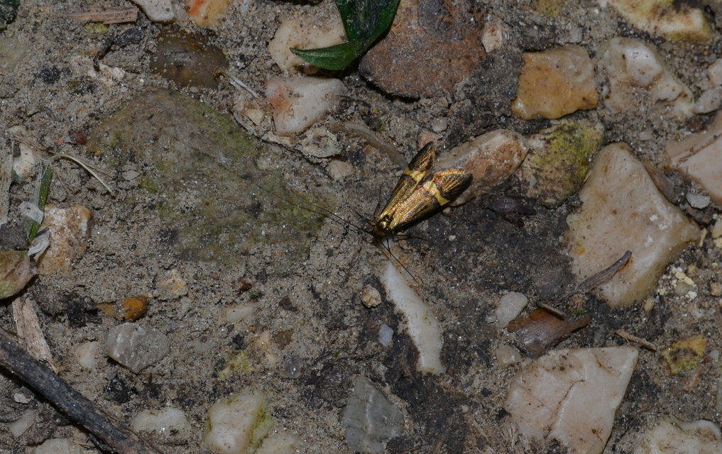 Nemophora degeerella - pompás tőrösmoly