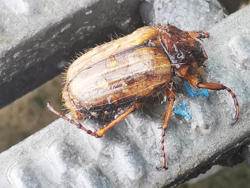 Amphimallon solstitiale - bordás sárgacserebogár