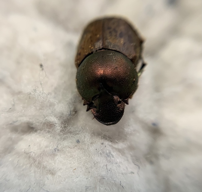Onthophagus coenobita - rezes trágyatúró